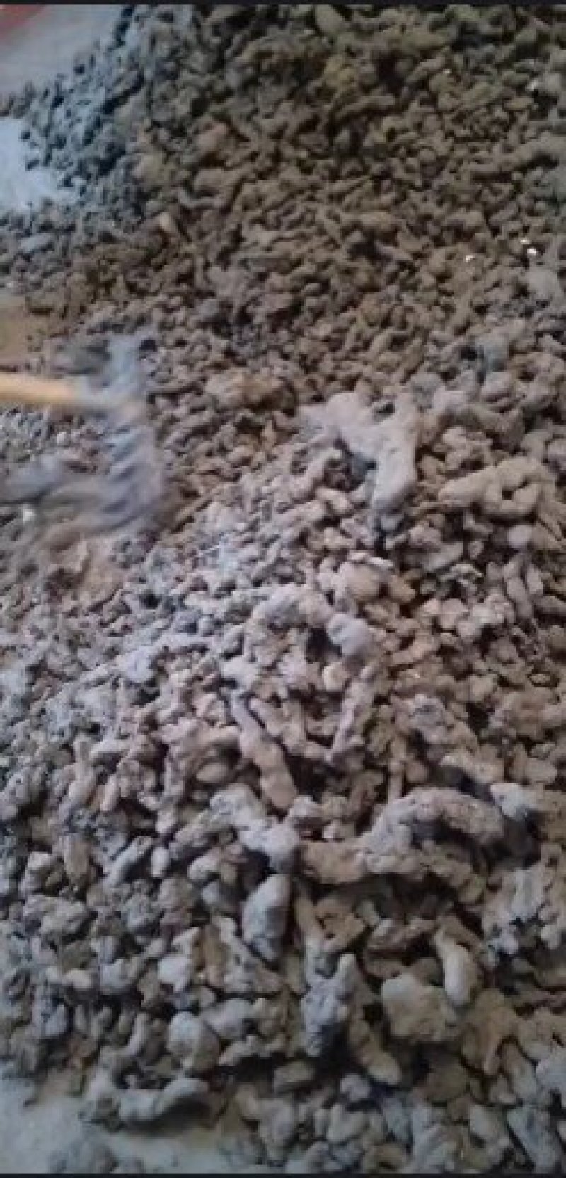 留坝县产区优质达标猪苓统