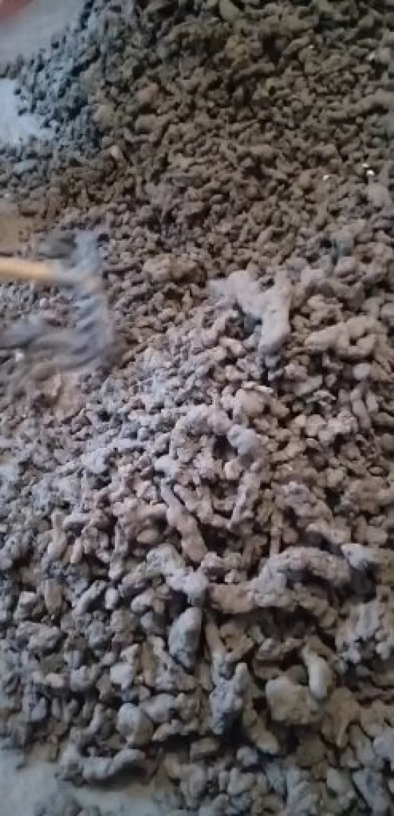 留坝县产区优质达标猪苓统