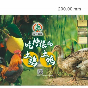 鸭