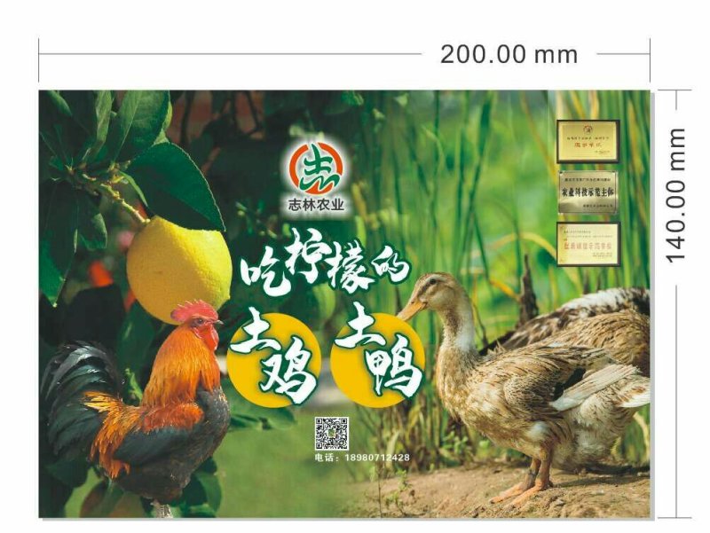 鸭