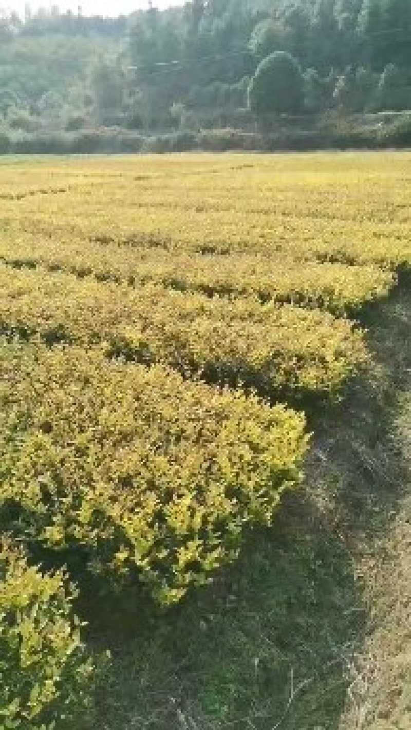 金森女贞金冠女贞色块苗基地直销价格实惠