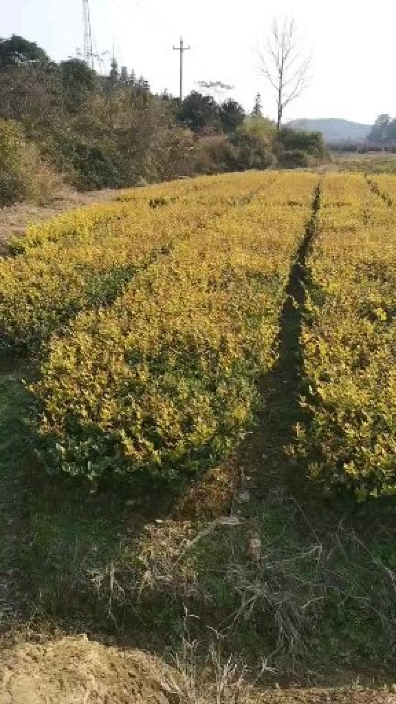 金森女贞金冠女贞色块苗基地直销价格实惠