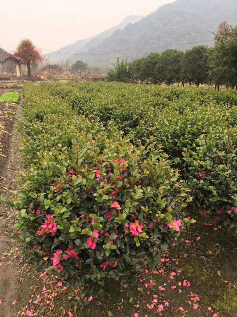 湖南茶梅球，茶梅小苗，优质茶梅小苗，茶梅价格，茶梅基地
