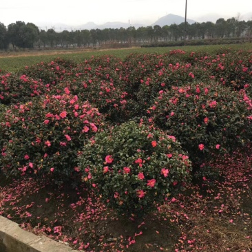 湖南茶梅球，茶梅小苗，优质茶梅小苗，茶梅价格，茶梅基地
