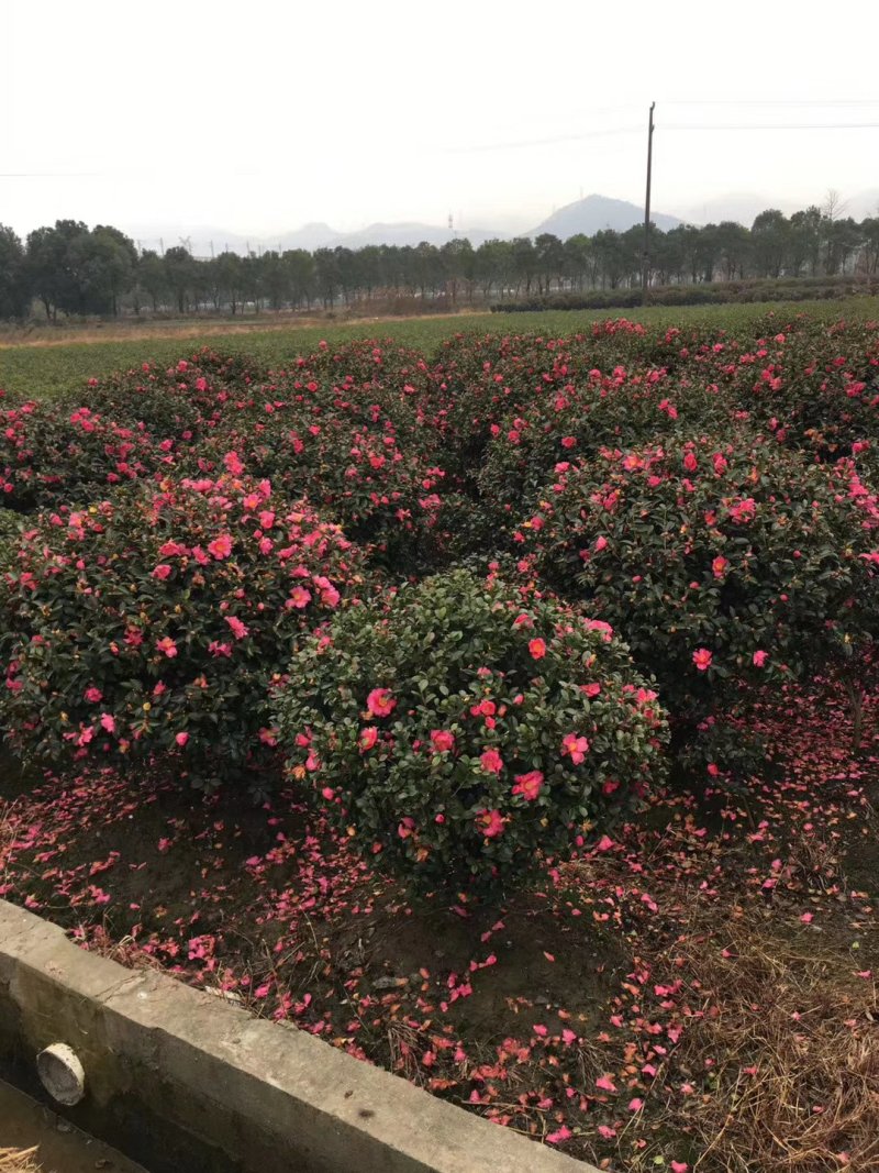湖南茶梅球，茶梅小苗，优质茶梅小苗，茶梅价格，茶梅基地