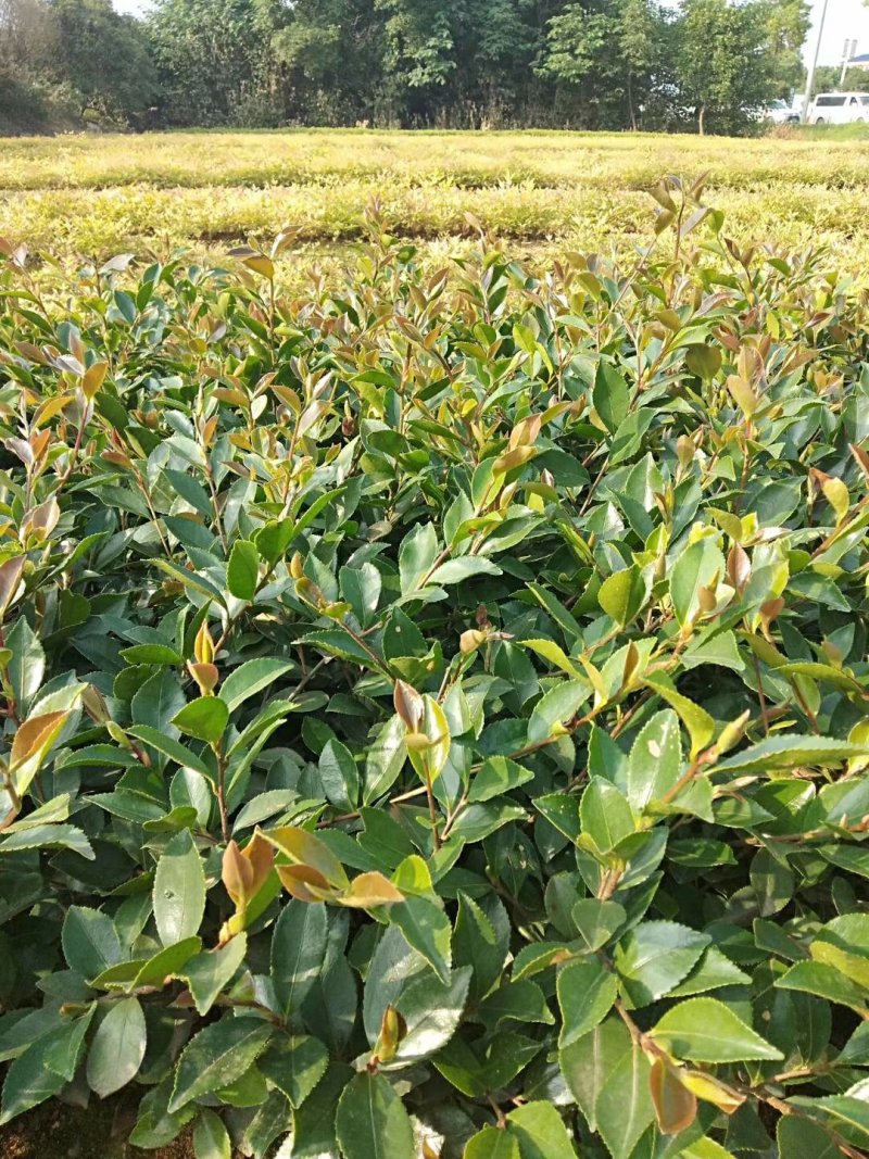 湖南茶梅球，茶梅小苗，优质茶梅小苗，茶梅价格，茶梅基地
