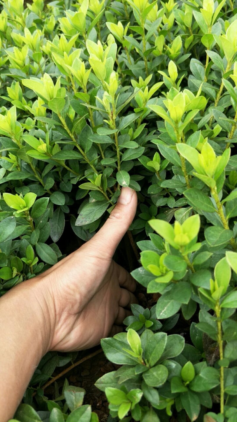 湖南夏鹃，西洋杜鹃杯苗，夏鹃球湖南比利时杜鹃小苗量大从优