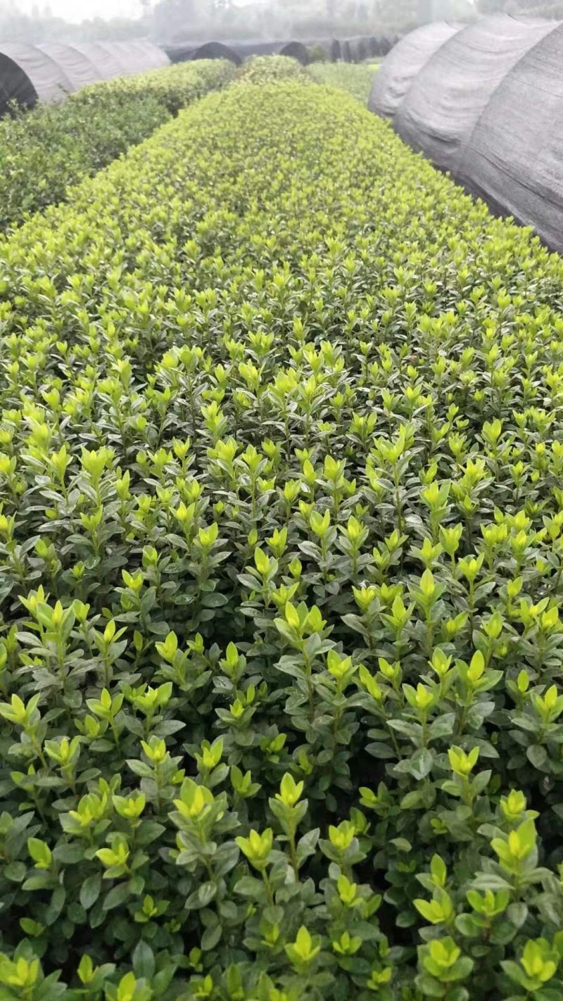 湖南夏鹃，西洋杜鹃杯苗，夏鹃球湖南比利时杜鹃小苗量大从优