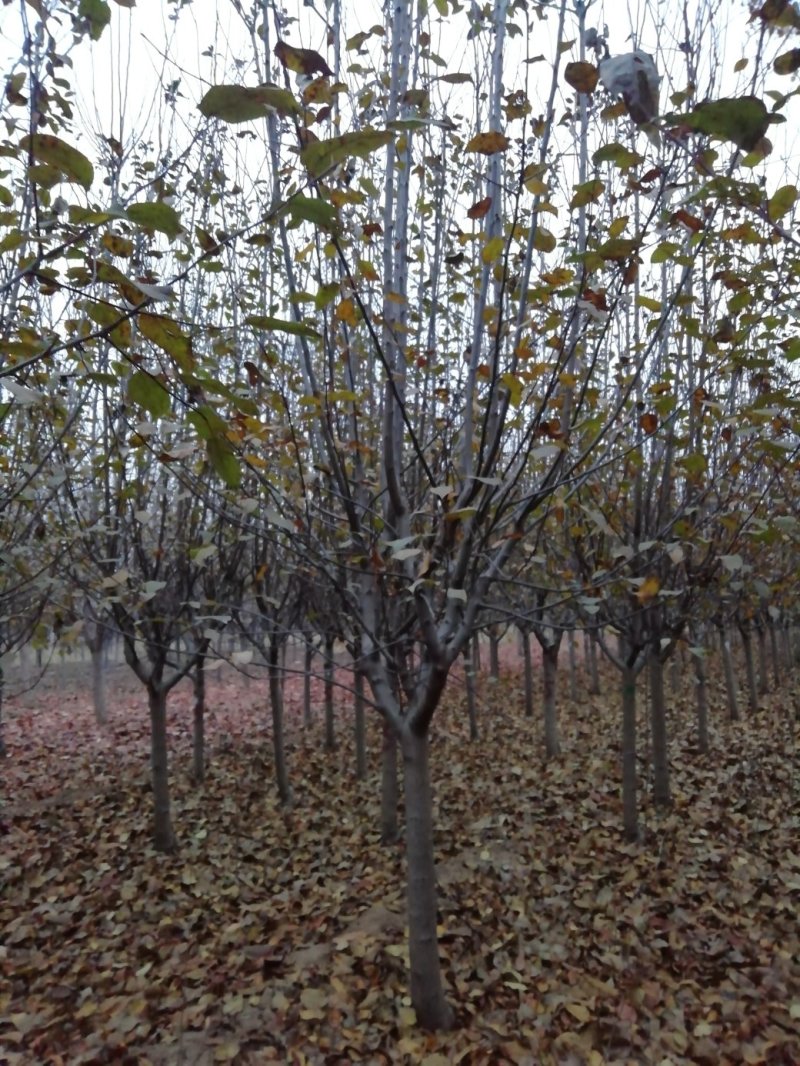 北美海棠，冬红海棠，绚丽海棠，5公分，6公分