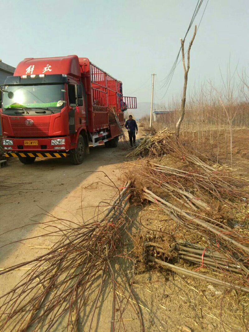 红枫苗红枫树苗美国红枫日本红枫中国红枫红枫小苗盆栽地栽