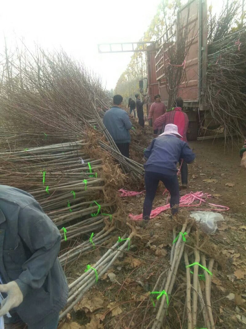 红枫苗红枫树苗美国红枫日本红枫中国红枫红枫小苗盆栽地栽