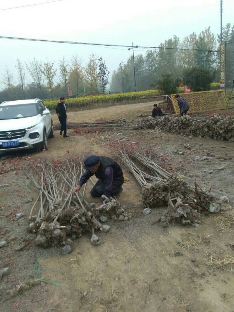 红枫苗红枫树苗美国红枫日本红枫中国红枫红枫小苗盆栽地栽