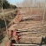 红枫苗红枫树苗美国红枫日本红枫中国红枫红枫小苗盆栽地栽