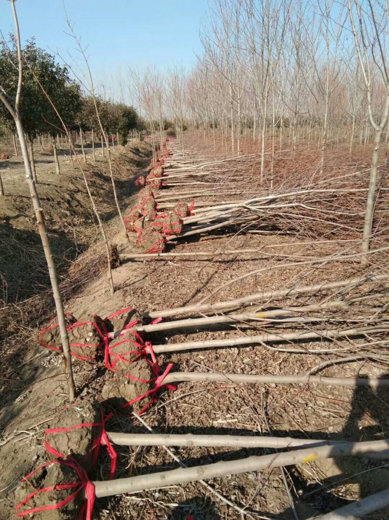 红枫苗红枫树苗美国红枫日本红枫中国红枫红枫小苗盆栽地栽