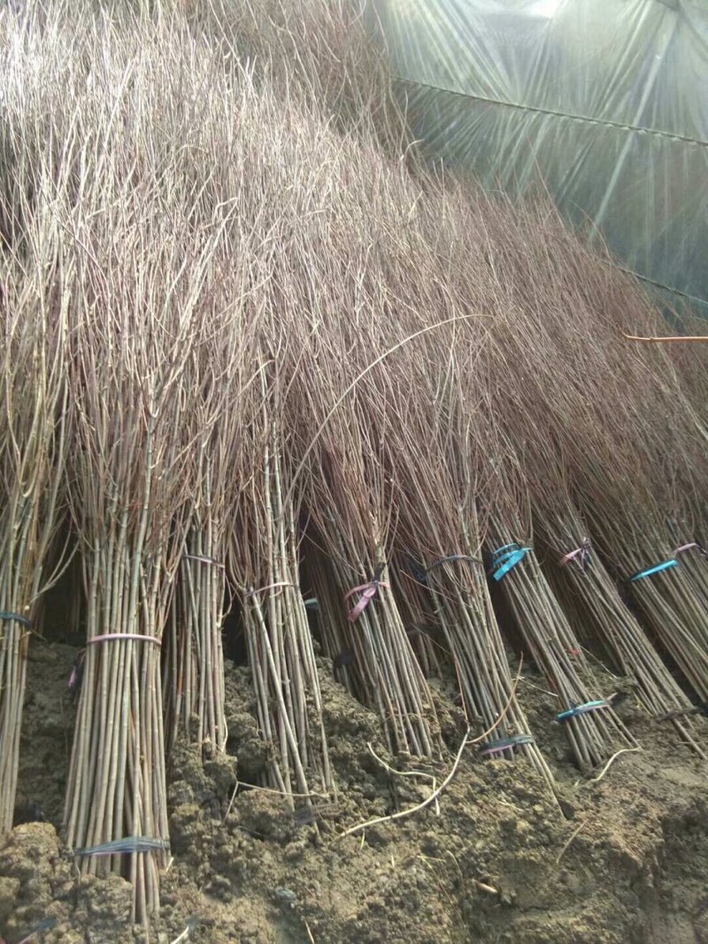红枫苗红枫树苗美国红枫日本红枫中国红枫红枫小苗盆栽地栽