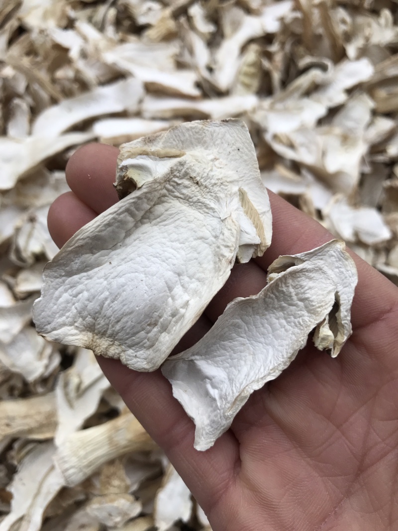 球盖菇干片去皮赤松茸基地批发！