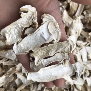 球盖菇干片去皮赤松茸基地批发！