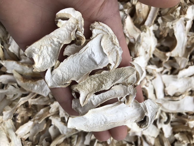 球盖菇干片去皮赤松茸基地批发！