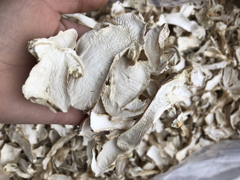 球盖菇干片去皮赤松茸基地批发！