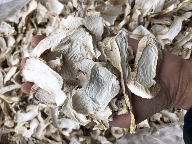 球盖菇干片去皮赤松茸基地批发！