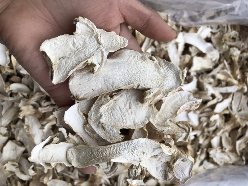球盖菇干片去皮赤松茸基地批发！