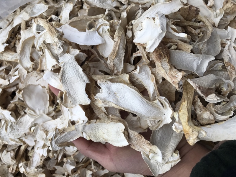 球盖菇干片去皮赤松茸基地批发！