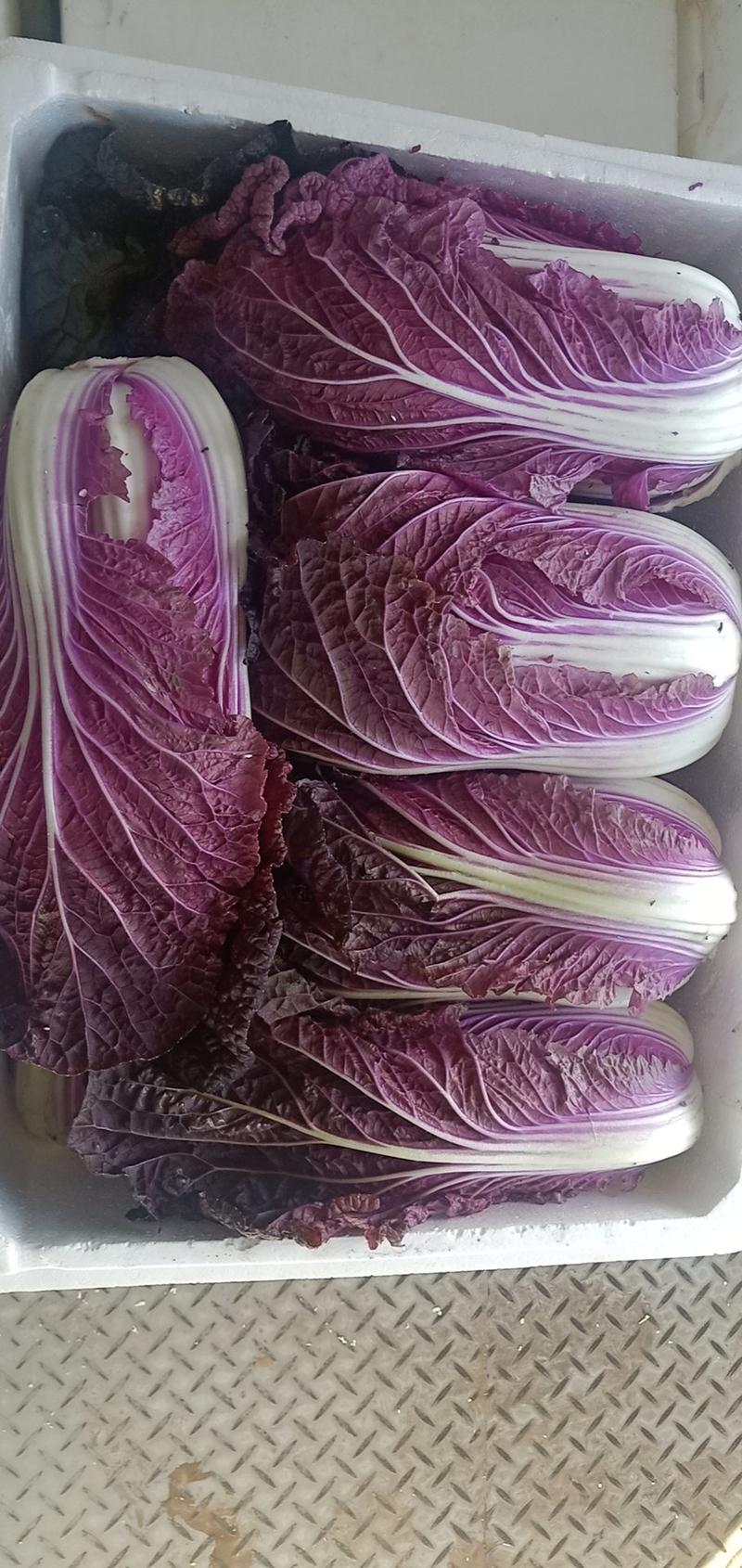 精品紫白菜，紫罗兰大白菜，精品！批发，电商代发！