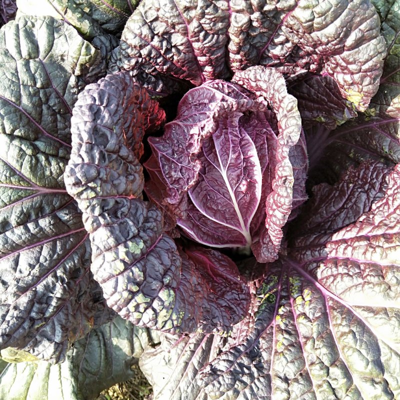 精品紫白菜，紫罗兰大白菜，精品！批发，电商代发！