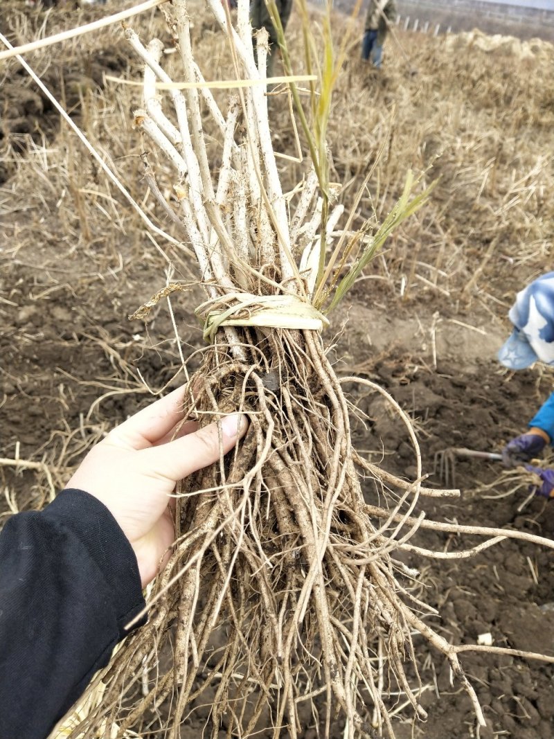 优质刺龙牙苗刺嫩芽苗成活率高种子保出芽