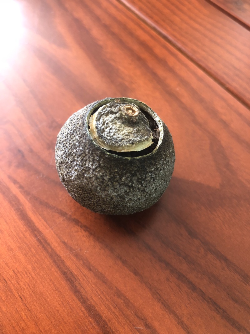 新会原产地小青柑成年普洱茶黑茶