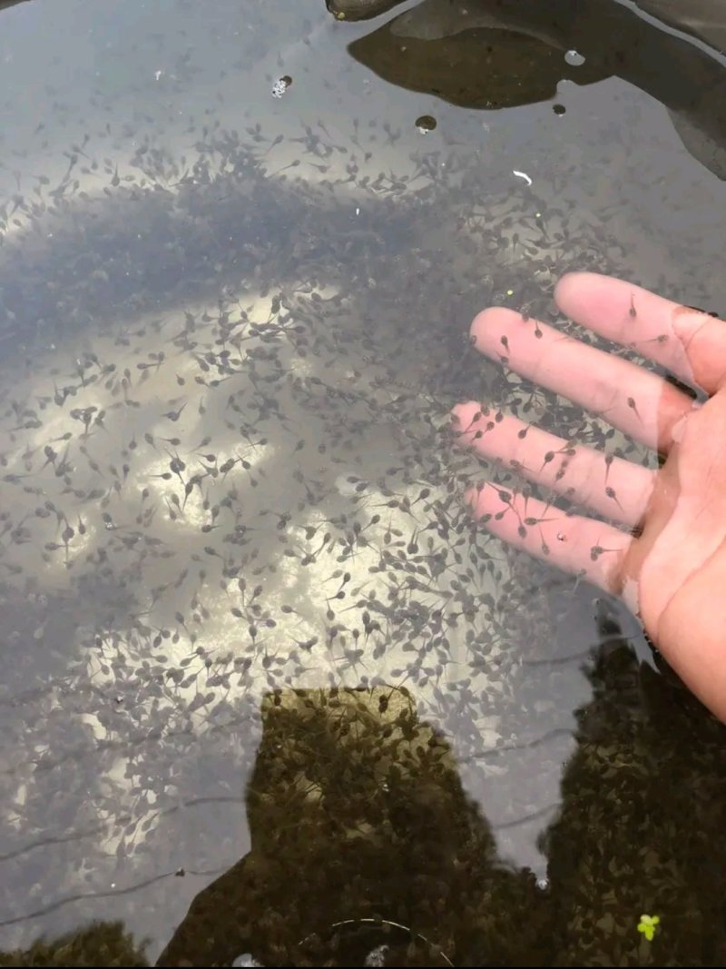 [好货]青蛙苗出售包成活率包养殖技术指导包回收