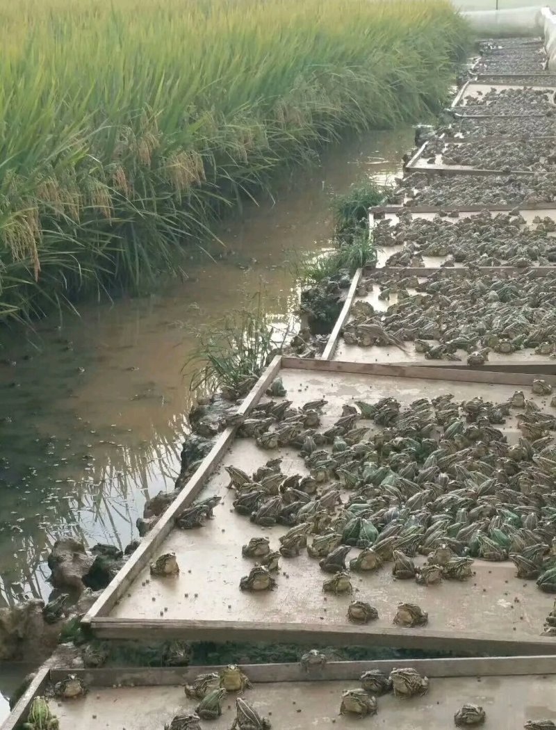 [好货]青蛙苗出售包成活率包养殖技术指导包回收