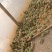 [好货]青蛙苗出售包成活率包养殖技术指导包回收