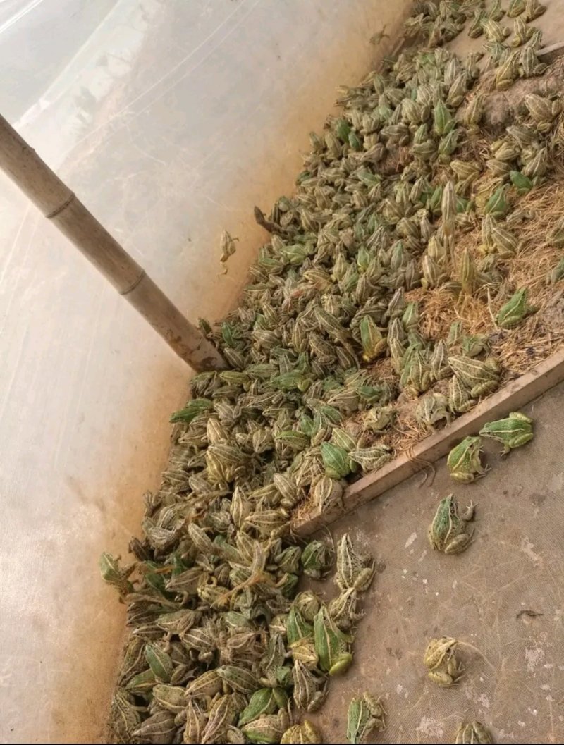 [好货]青蛙苗出售包成活率包养殖技术指导包回收