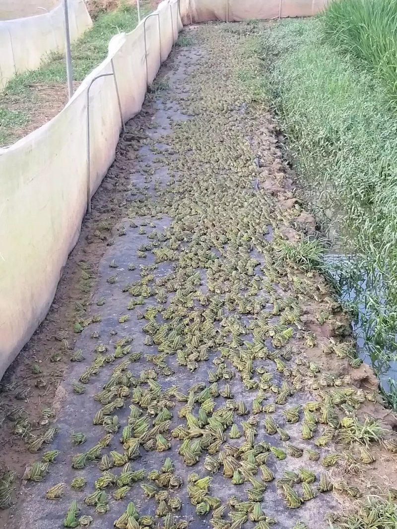 [好货]青蛙苗出售包成活率包养殖技术指导包回收