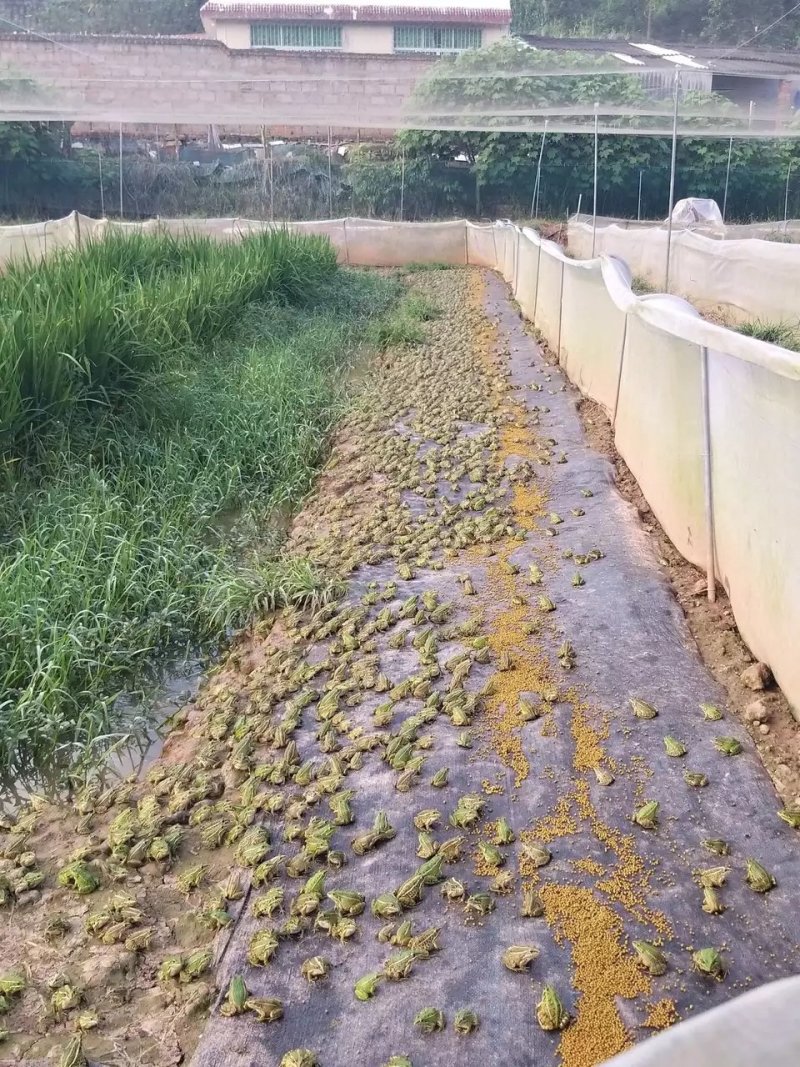 [好货]青蛙苗出售包成活率包养殖技术指导包回收