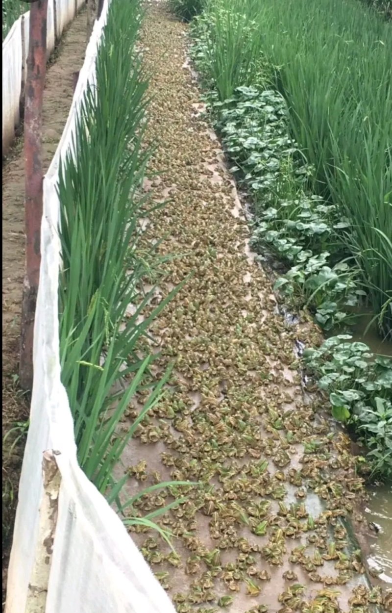 [好货]青蛙苗出售包成活率包养殖技术指导包回收