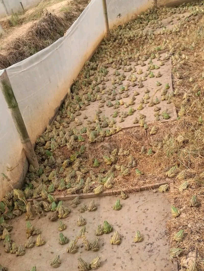[好货]青蛙苗出售包成活率包养殖技术指导包回收