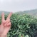兰花香水仙