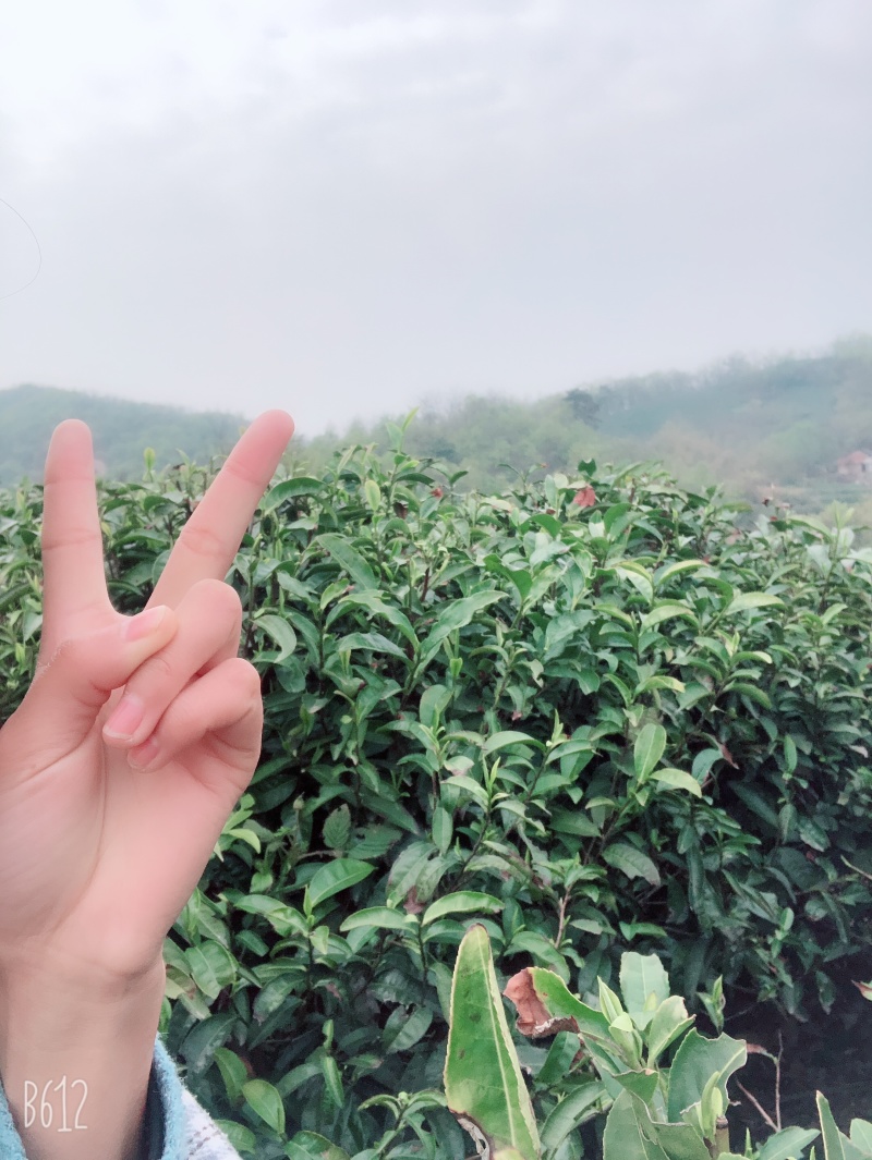 兰花香水仙