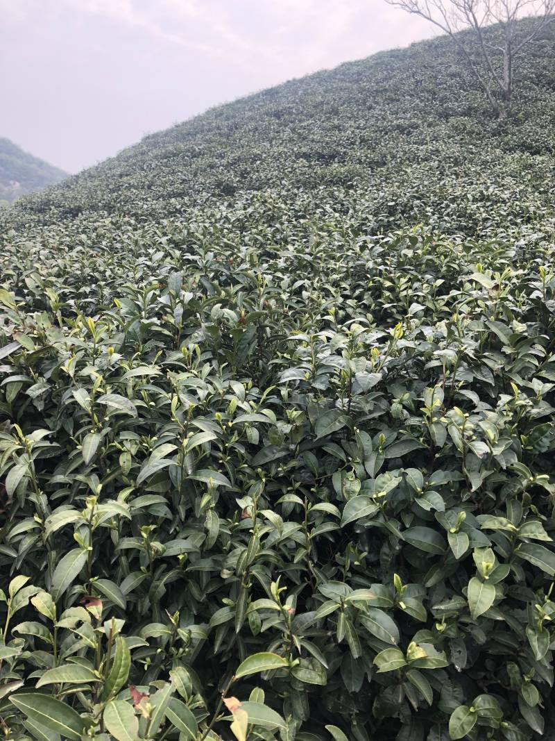 名枞水金龟大红袍