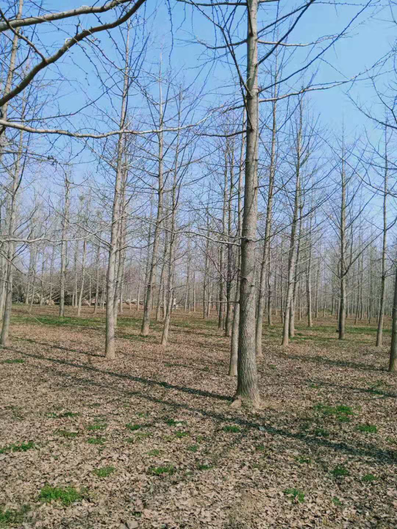 全国银杏之乡，12公分15公分18公分20公分，售后保障