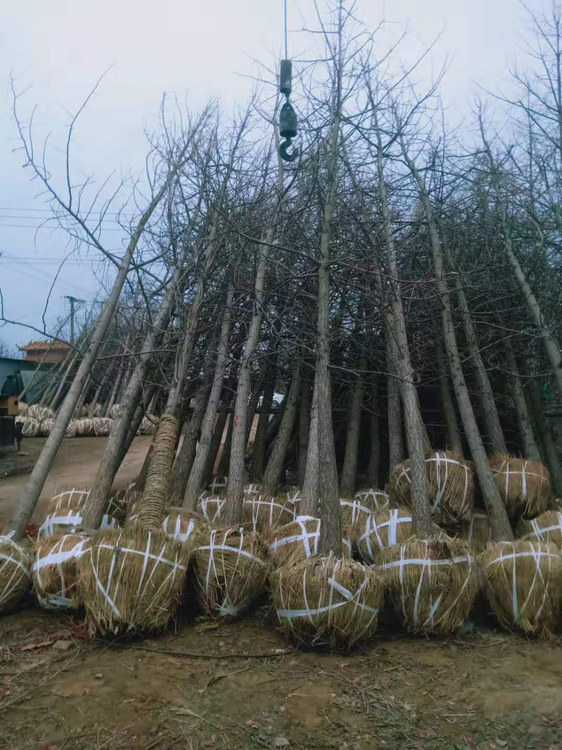 全国银杏之乡，12公分15公分18公分20公分，售后保障