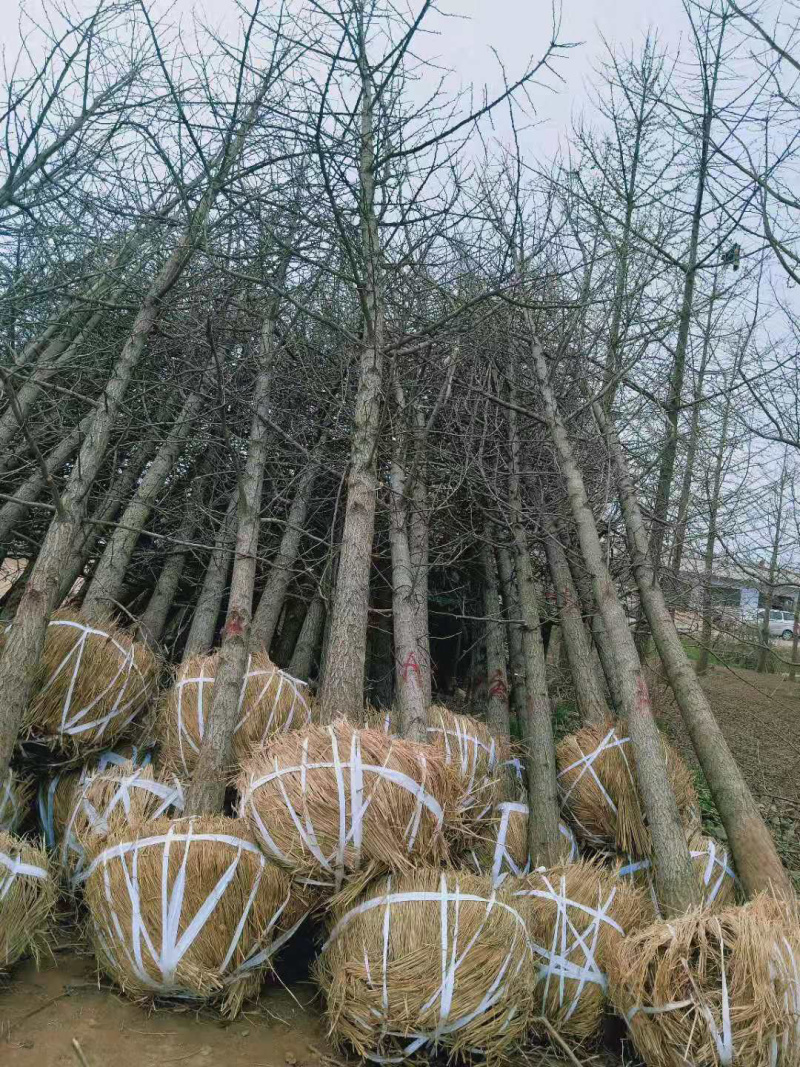 全国银杏之乡，12公分15公分18公分20公分，售后保障