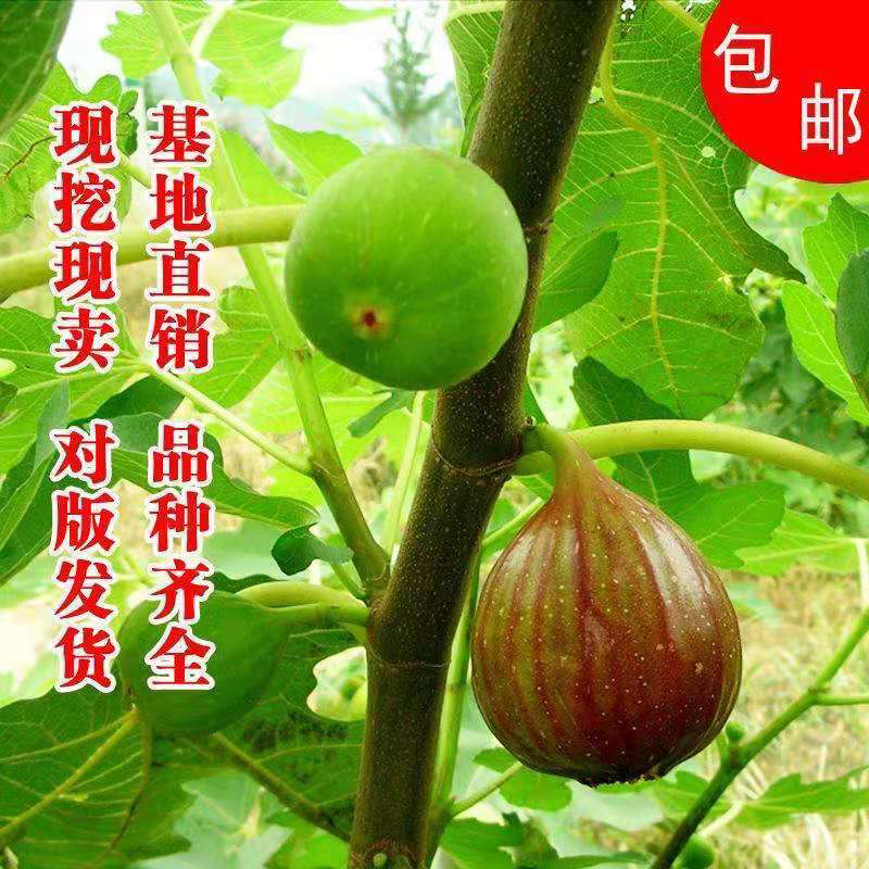 【有好货】优质无花果苗基地直发包成活包品种诚信经营放心苗