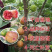 【有好货】优质无花果苗基地直发包成活包品种诚信经营放心苗