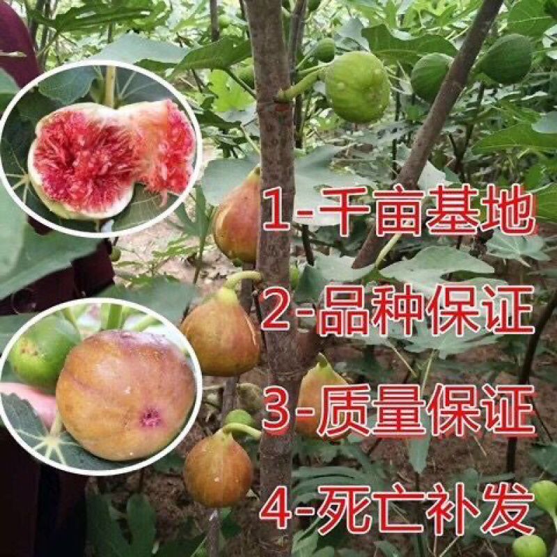 【有好货】优质无花果苗基地直发包成活包品种诚信经营放心苗