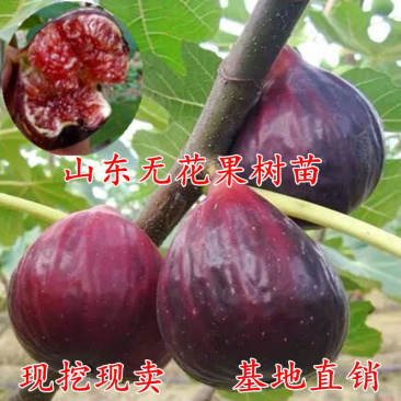 【有好货】优质无花果苗基地直发包成活包品种诚信经营放心苗