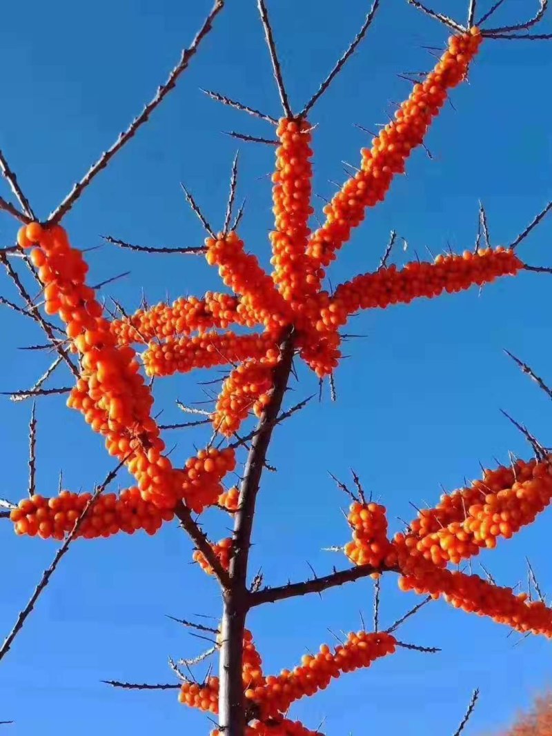 深秋红沙棘果冻果，果汁都有