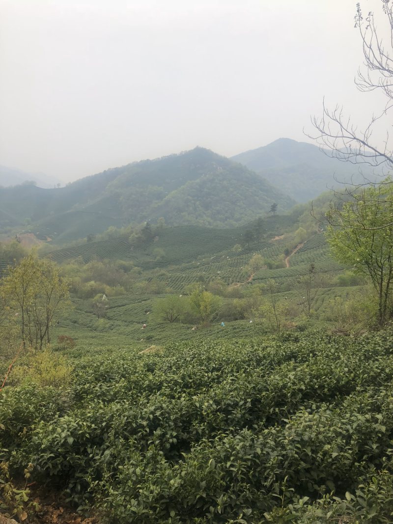 武夷山正山小种